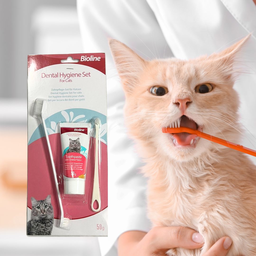 Kit Dental Para Gatos